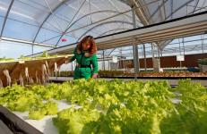 智能連棟溫室助力三門峽優質特色農產品生產