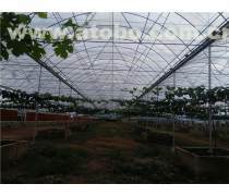 花卉大棚 溫室技術在現代園藝中的應用與價值