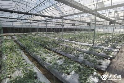 現代設施農業打造強農新引擎 青島溫室大棚推動農產品出口連續領跑