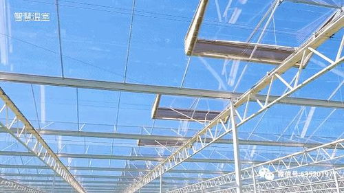 遮陽降溫劑 溫室大棚的另一高效遮陰選擇